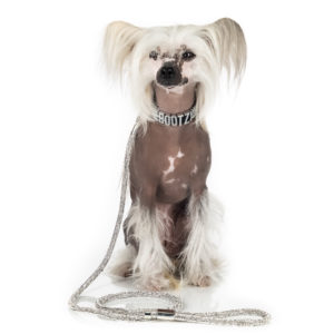 COLLAR AND LEASH